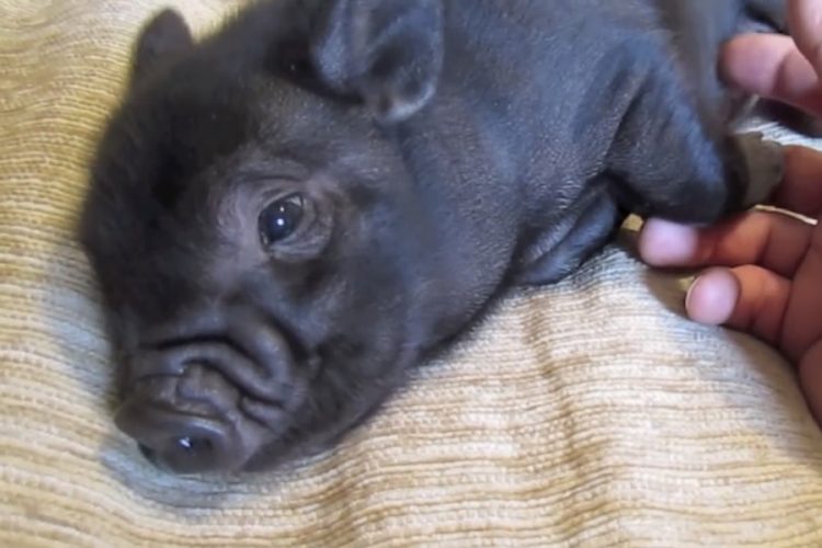 Свинья-терапевт начала работать в аэропорту Сан-Франциско