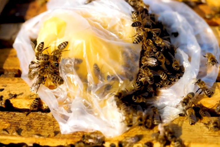 Пчелиный туризм набирает популярность в Словении