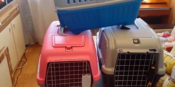 Турист обманул авиакомпанию, чтобы перевезти кота