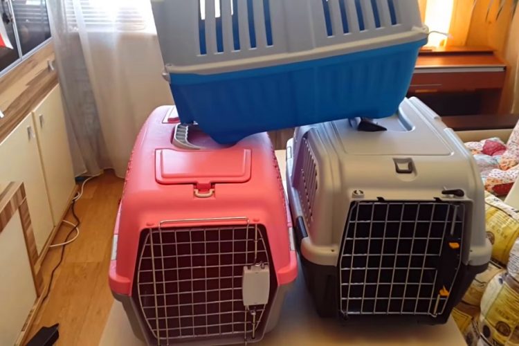 Турист обманул авиакомпанию, чтобы перевезти кота