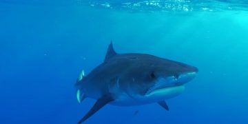 В желудке акулы нашли руку и обручальное кольцо туриста