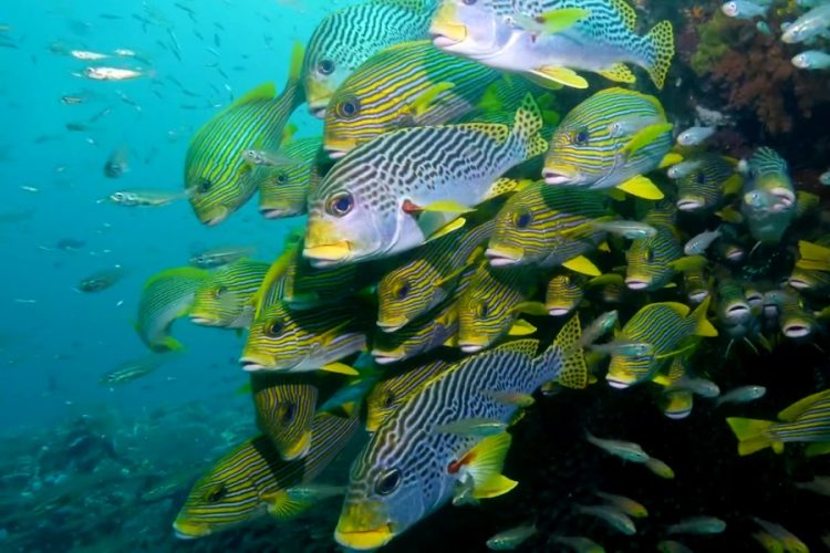 В Австралии предлагают переночевать с рыбами