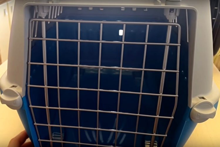 Аэрофлот призывают изменить правила перевоза животных