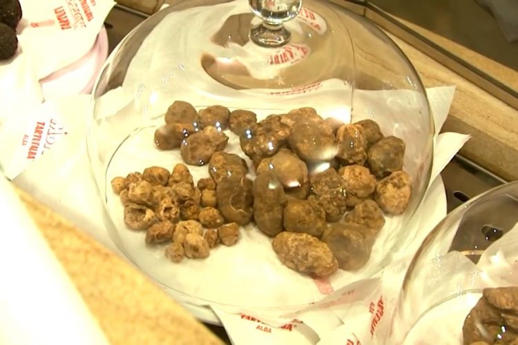 В Альбе исчезают белые трюфели