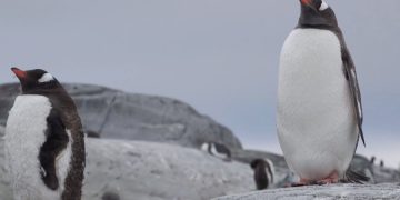 В Антарктиде наблюдается бум китайских туристов