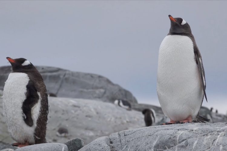 В Антарктиде наблюдается бум китайских туристов