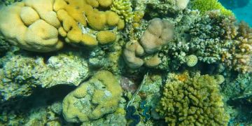 Египет занял 2 место в рейтинге лучших направлений для дайвинга