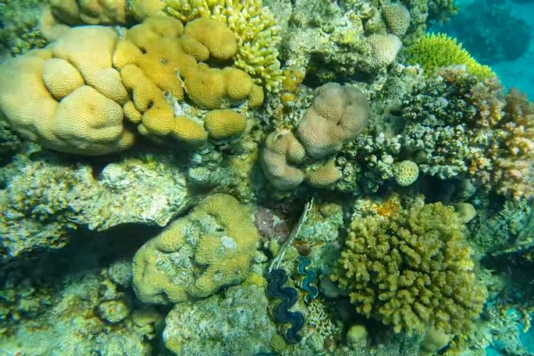 Египет занял 2 место в рейтинге лучших направлений для дайвинга