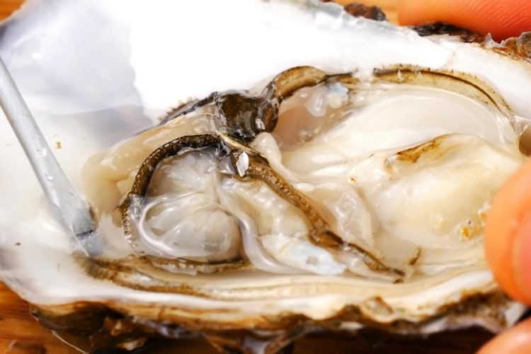 На Севастопольской устричной ферме разрешат нырять за устрицами