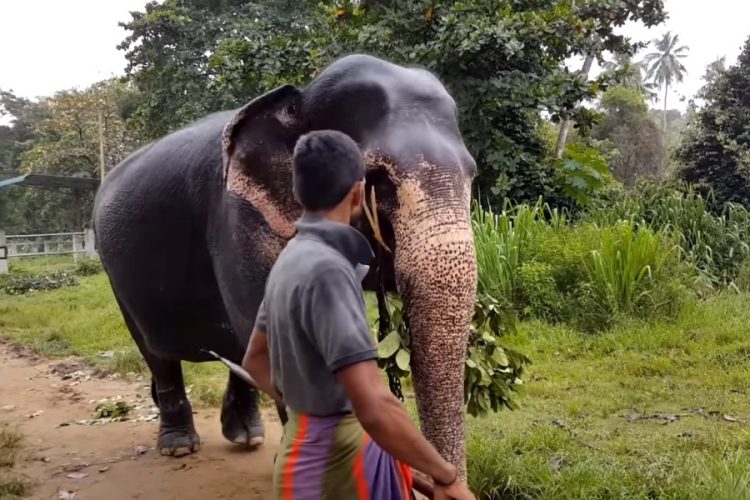 После гибели слона на Шри-Ланке активисты создали петицию