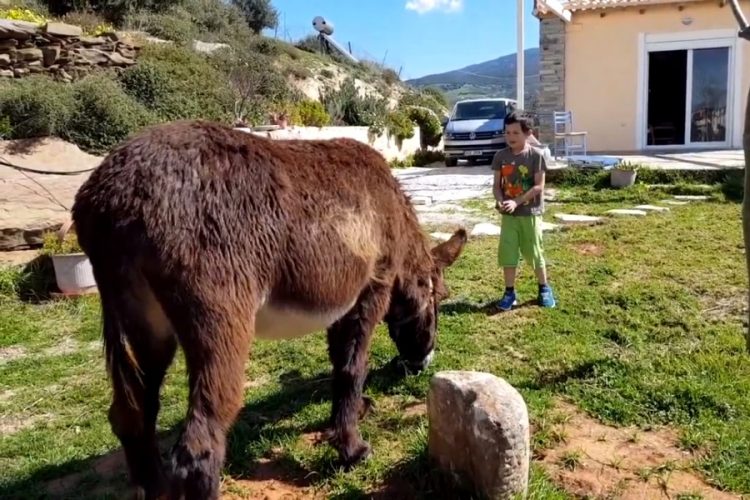 На испанском курорте меняют правила прогулок на ослах