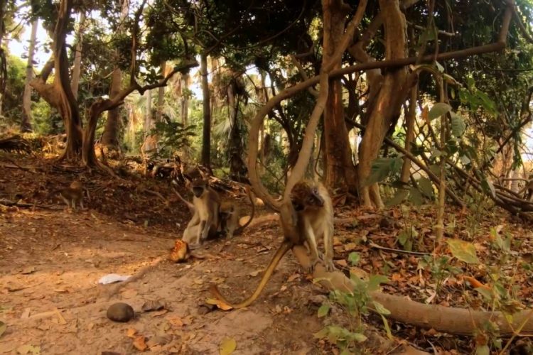 Гамбия займется развитием экотуризма