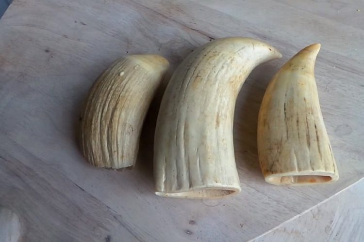 В Хошимине задержали пассажира, который перевозил агар и слоновую кость