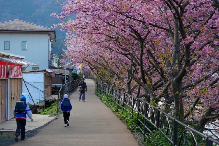 ANA повезет российских туристов в Японию в период цветения сакуры
