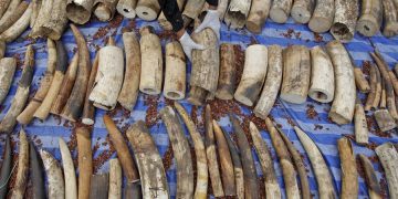 новость 25-12-2019 Более двух тонн слоновой кости изъяли во Вьетнаме