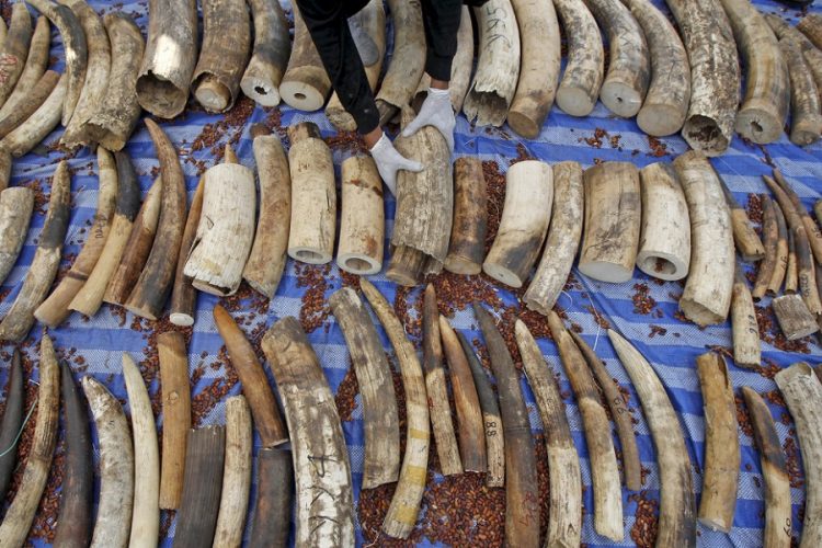 новость 25-12-2019 Более двух тонн слоновой кости изъяли во Вьетнаме
