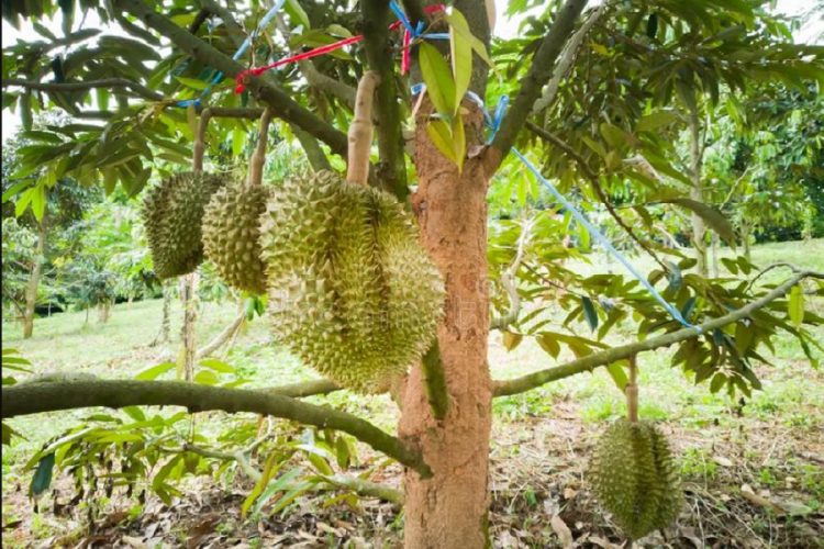 новость 28-12-2019 Новая достопримечательность Батама - дуриановые сады