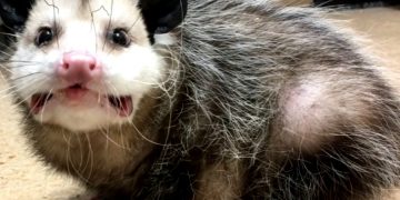 У пассажира возник конфликт с авиакомпанией из-за опоссума