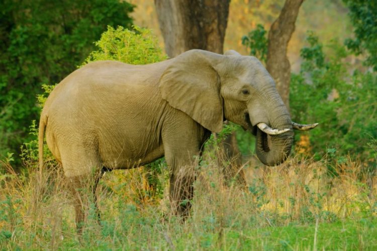 Туристам могут запретить кормить диких животных