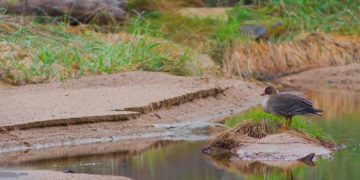 В музее Анталии гусь покусал ребенка