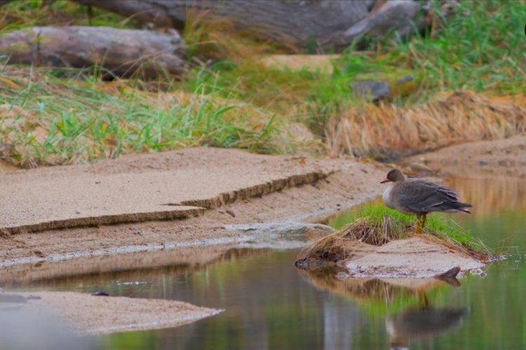 В музее Анталии гусь покусал ребенка
