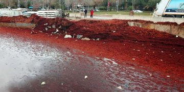 Мраморное море тонет в водорослях