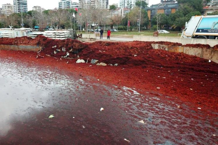 Мраморное море тонет в водорослях