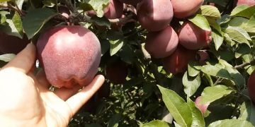 Что делать туристам после запрета ввоза фруктов и овощей в ЕС
