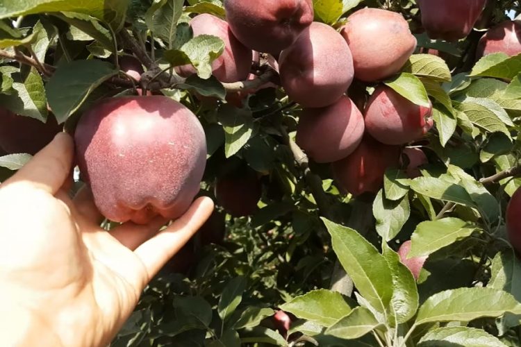 Что делать туристам после запрета ввоза фруктов и овощей в ЕС