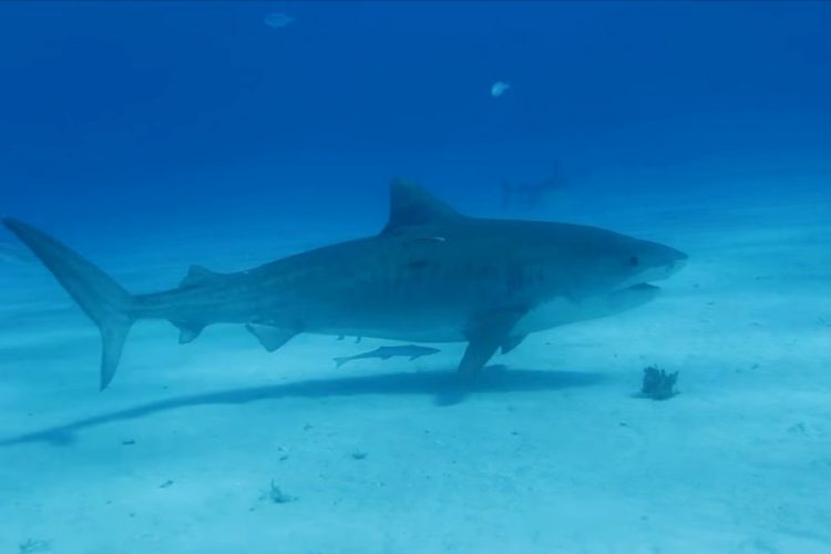 Акуле-убийце вживили аналог GPS, чтобы отслеживать передвижение