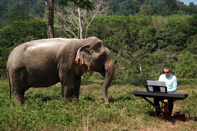 Защитники животных подняли вопрос благополучия слонов в Таиланде
