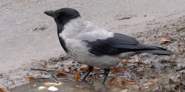 На малайзийском курорте туристы страдают от птичьего помета