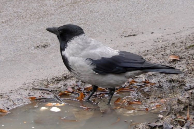 На малайзийском курорте туристы страдают от птичьего помета