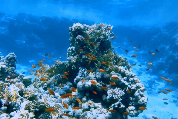 В Табе обещают построить новый аэропорт