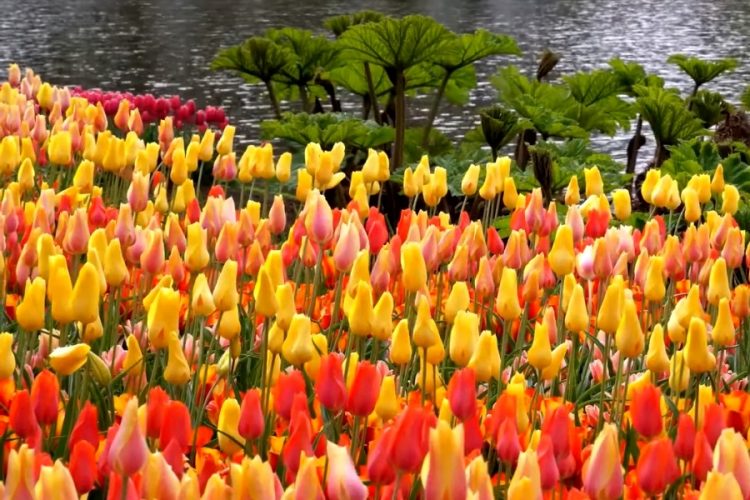 В Нидерландах рассказали, когда исчезнет Голландия