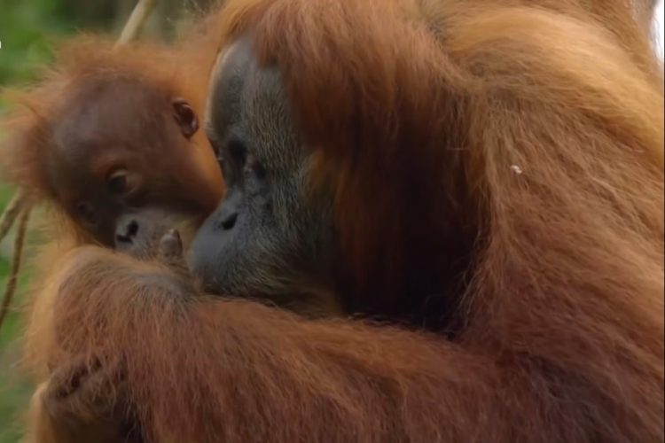 Спасенного из рук российского контрабандиста орангутанга выпускают на свободу
