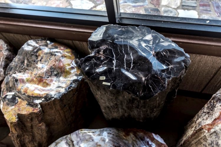 Самый древний в мире лес нашли в Нью-Йорке