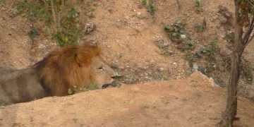 Что будет после закрытия парка львов Тайган?