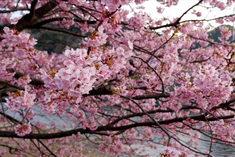 Сакура в Японии зацветет раньше в этом году