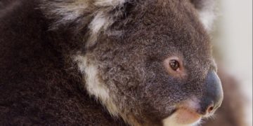 Туристы могут больше не увидеть коал в Австралии