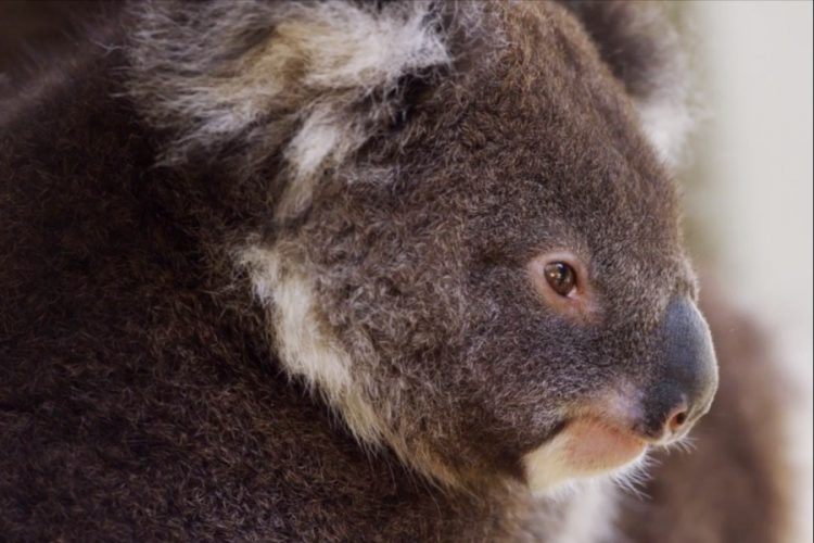 Туристы могут больше не увидеть коал в Австралии