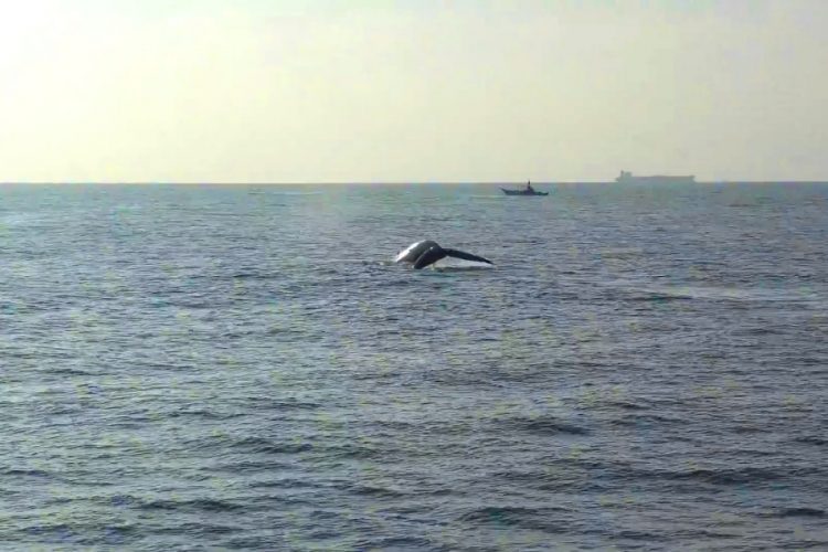 В Доминикане открылся сезон наблюдения за китами