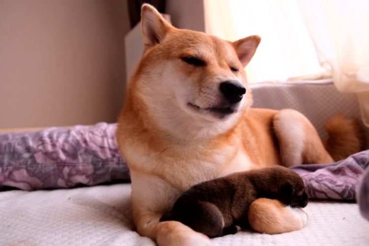 Открылся первый в истории отель для постояльцев с животными