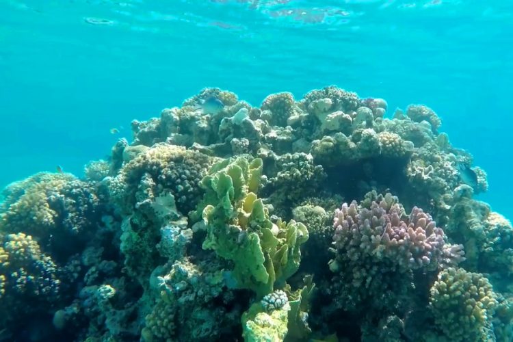 Россиянам предлагают взять в Египет снаряжение для дайвинга бесплатно