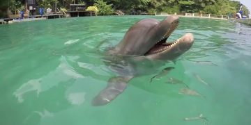 Dolphin Discovery открывает самый большой морской парк в Канкуне