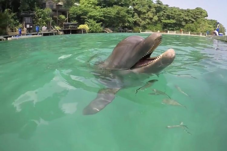 Dolphin Discovery открывает самый большой морской парк в Канкуне