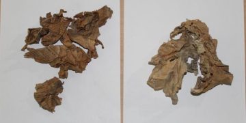 В стенах дворца Долмабахче обнаружили фрагменты газет 1917 года