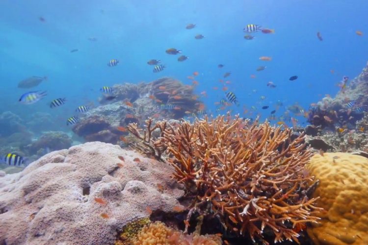 Палау вводит запрет на солнцезащитный крем