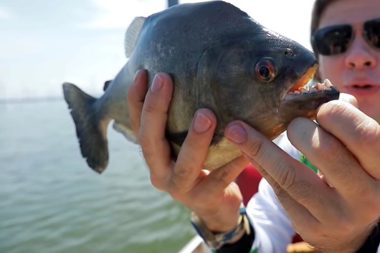 В Бразилии участились случаи нападения пираний на людей