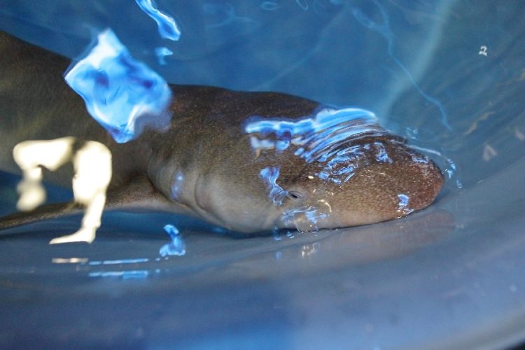 В Приморский океанариум привезли 2 акулы-няньки